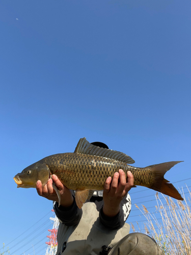 コイの釣果