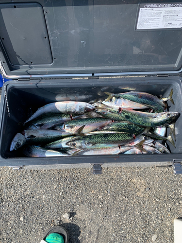 サバの釣果