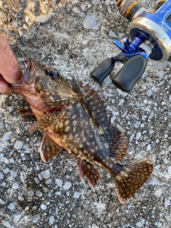 カサゴの釣果