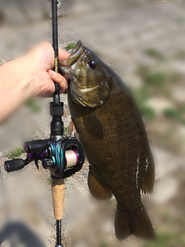 スモールマウスバスの釣果