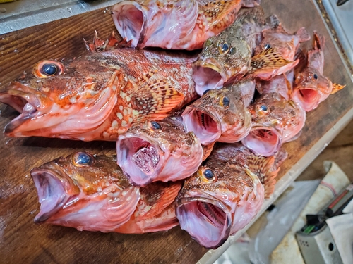 カサゴの釣果