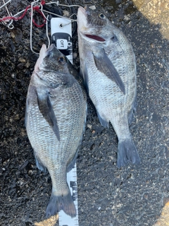 チヌの釣果