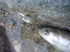 アマゴの釣果