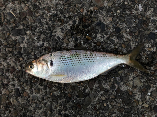 コノシロの釣果