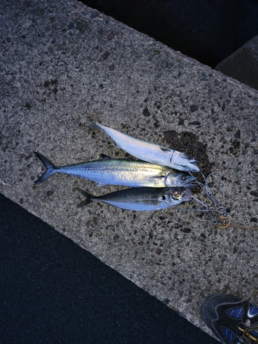 サバの釣果