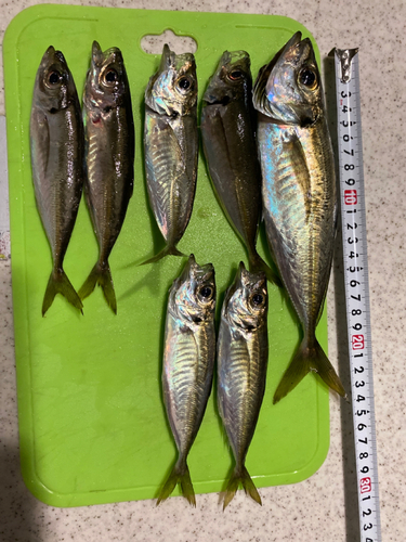 アジの釣果