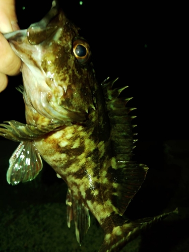 タケノコメバルの釣果