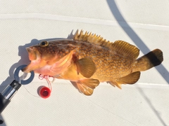 アコウの釣果