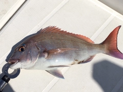 マダイの釣果