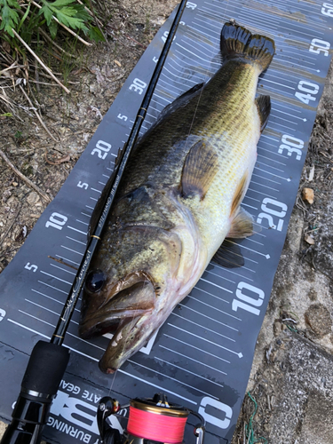 ブラックバスの釣果