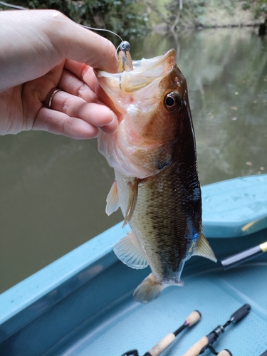 ブラックバスの釣果