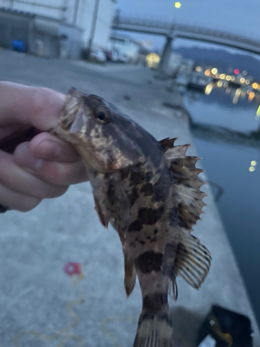 タケノコメバルの釣果