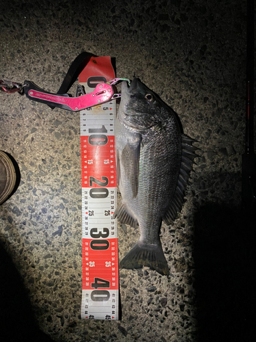 クロダイの釣果