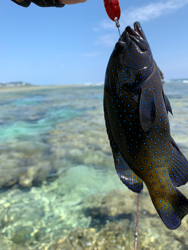 アオノメハタの釣果