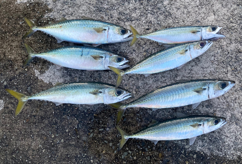 サバの釣果