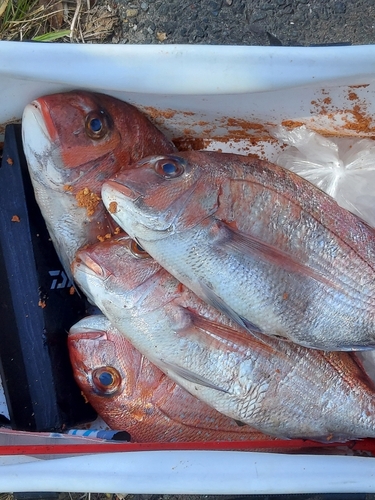 タイの釣果