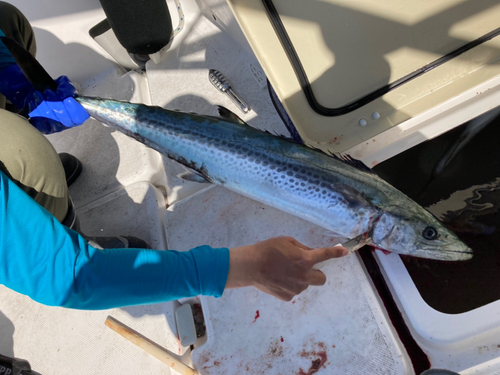 サワラの釣果