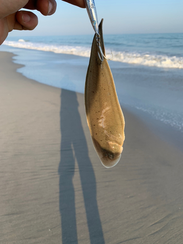 シタビラメの釣果