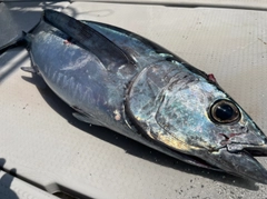 ビンチョウマグロの釣果