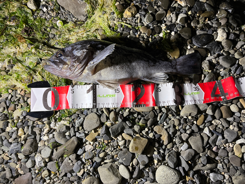 クロソイの釣果