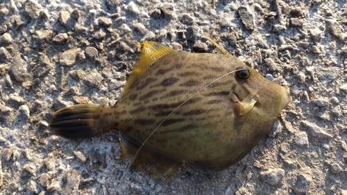 カワハギの釣果