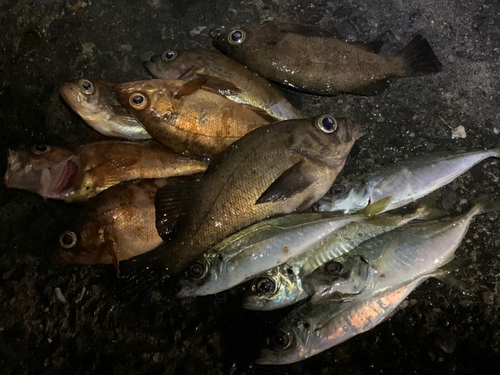 アジの釣果