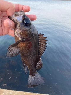 クロメバルの釣果