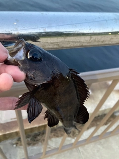 クロメバルの釣果