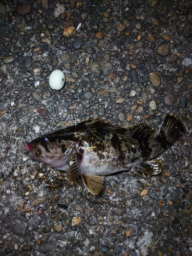 タケノコメバルの釣果