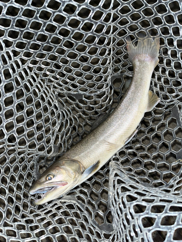 イワナの釣果