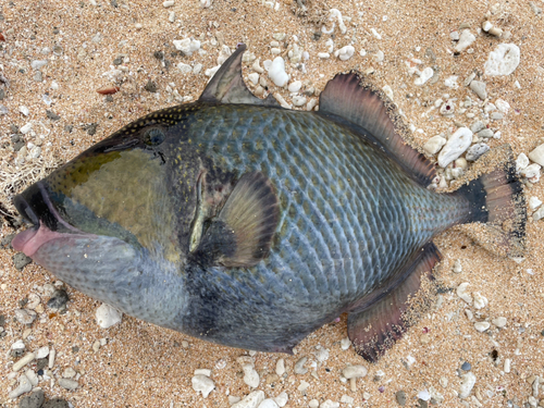 ゴマモンガラの釣果