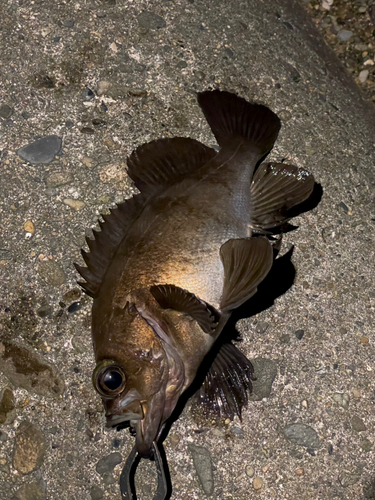 メバルの釣果