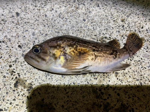 クロソイの釣果