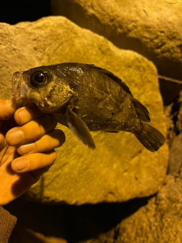 シロメバルの釣果