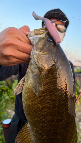 スモールマウスバスの釣果