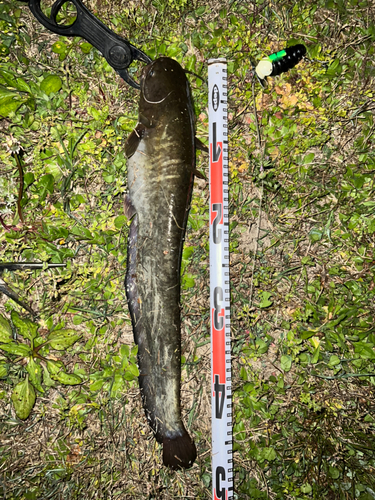 ナマズの釣果