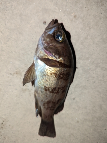 アカメバルの釣果