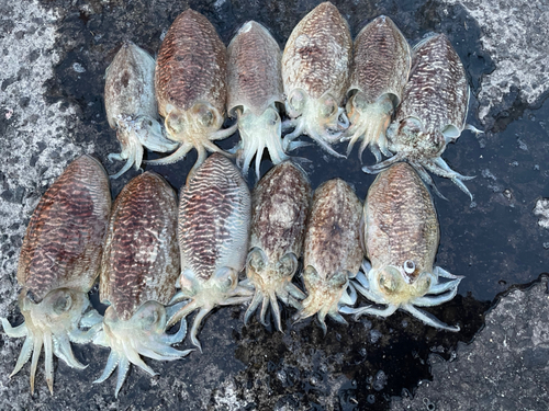 コウイカの釣果