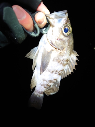 クロメバルの釣果