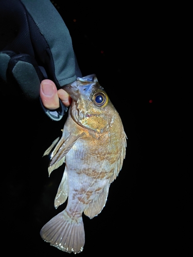 クロメバルの釣果