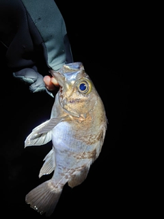 クロメバルの釣果