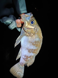 クロメバルの釣果