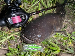 ナマズの釣果