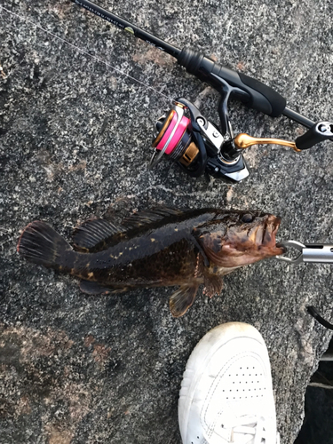 ムラソイの釣果