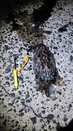 コウイカの釣果