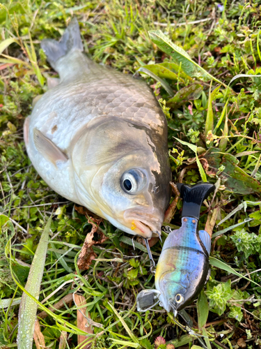 フナの釣果