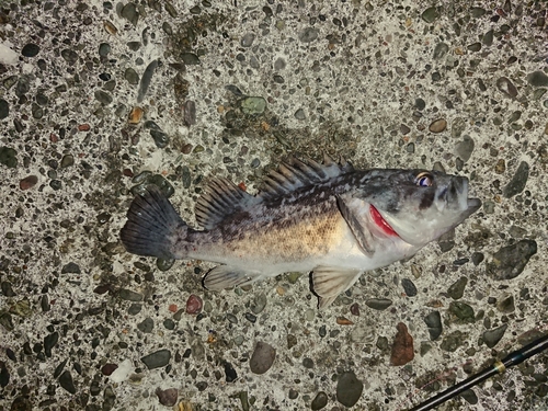 クロソイの釣果