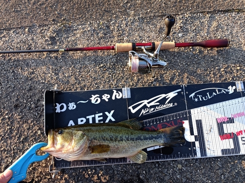 ブラックバスの釣果