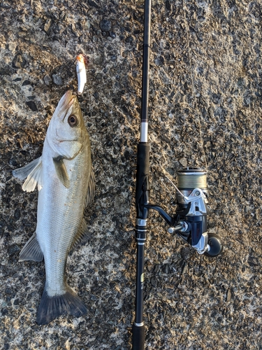 セイゴ（マルスズキ）の釣果