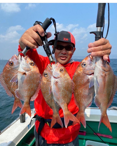 マダイの釣果